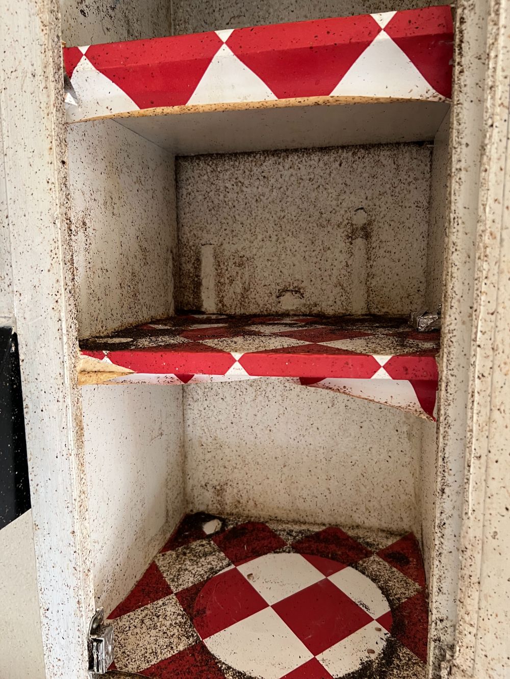 German cockroach infestation west bakersfiled ca