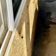 Cricket, Cockroach, and Black Widow Pest Control in Bakersfield, CA
