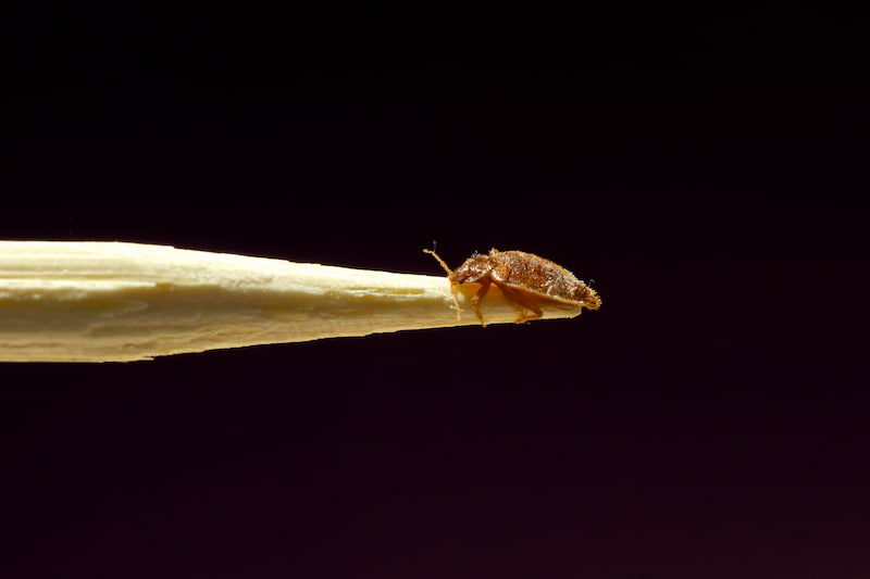 Best Bed Bug Extermination & Removal in Chicago Illinois