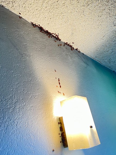 Whats hiding in your kitchen that could be attracting cockroaches