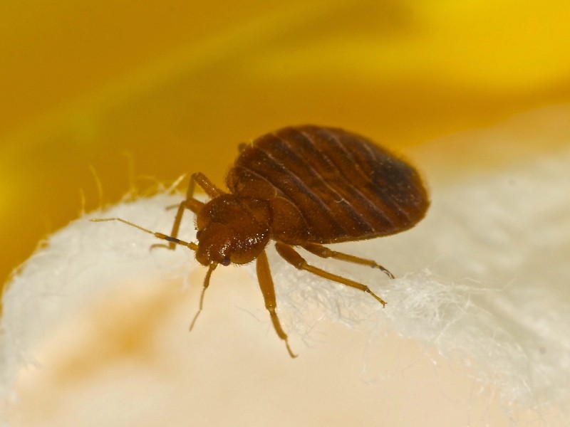 Bed bug treatments